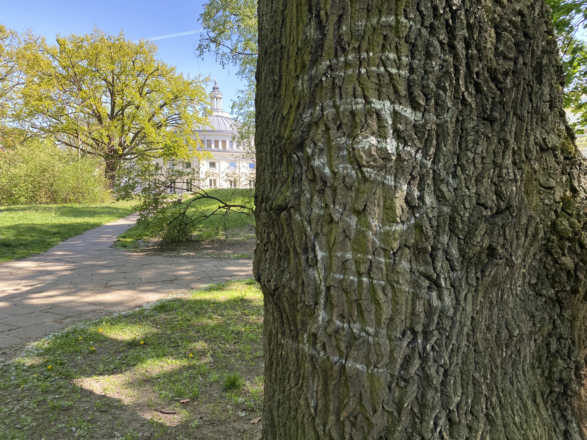Graffiti na jednym z drzew w Parku Żołnierzy "Żywiciela".